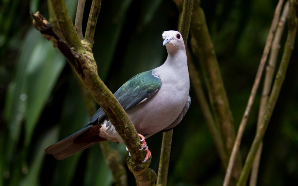 Green Imperial Pigeon